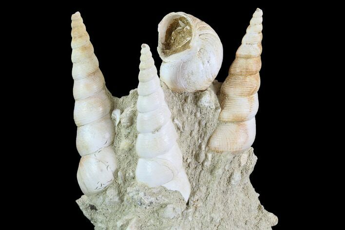 Fossil Gastropod (Haustator) Cluster - Damery, France #97786